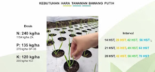 Dukung Swasembado Bawang Puteh, BBRMP Jambi Ikuti Bimtek Proliga dan Sertifikasi Benih