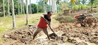IP2MP BBRMP Jambi Siapkan Demplot Sawah untuk Diseminasi Teknologi Pertanian