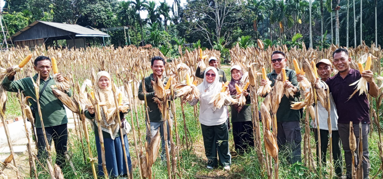 Saat Jagung dan Padi Dipanen, IP2MP BRMP Jambi Tue Lebih dari Sekedar Hasil