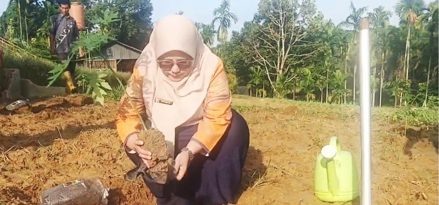 BRMP Jambi Kembangkan Pepaya Merah Delimo, Dorong Hortikultura Bernile Ekonomi