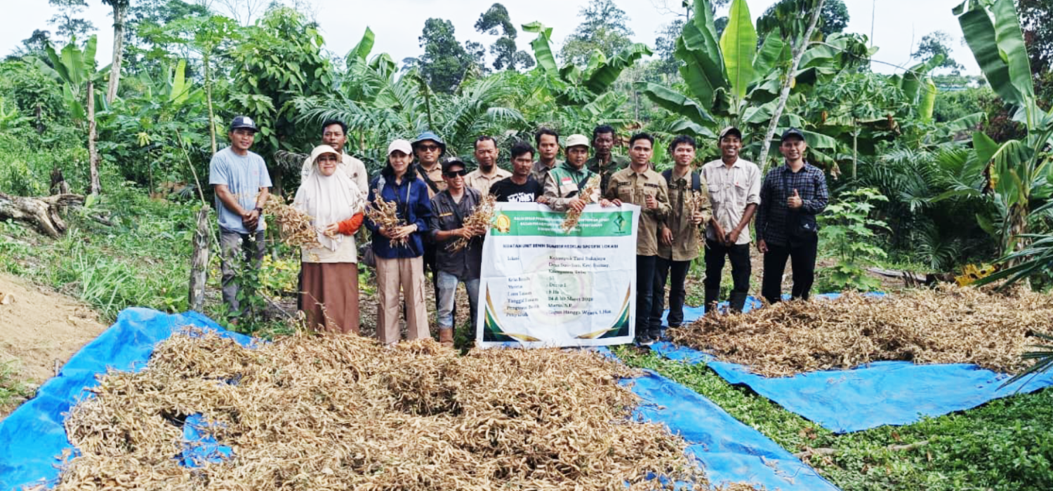BRMP Jambi Panen Benih Kedelai Derap 1, Dorong Kebangkitan Sentro Kedelai Tebo