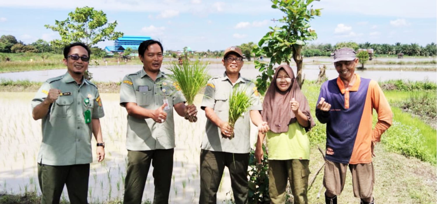 BRMP Jambi Kawal Percepatan Tanam Padi, Optimalkan Potensi LTT Kota Jambi