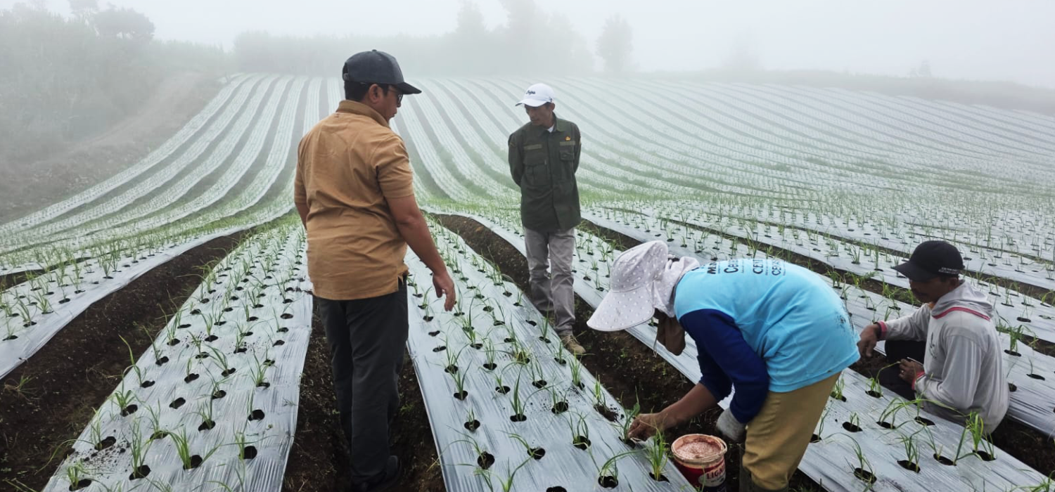 BRMP Jambi Kawal Benih Bawang Putih Kerinci, Pastikan Pertumbuhan Tetap Optimal
