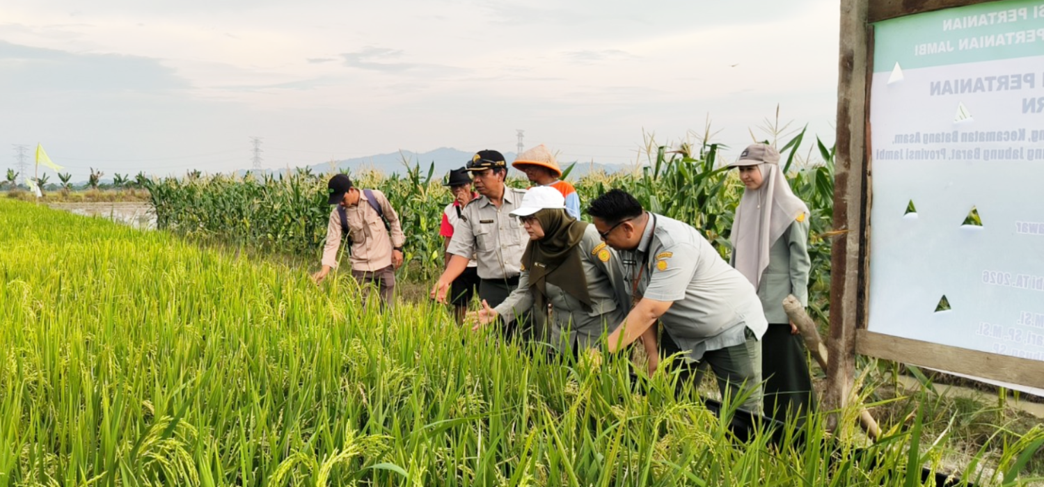 Menuju Panen 10 Ton! BRMP Jambi Kawal Ketat Pertumbuhan Padi PM-AAS