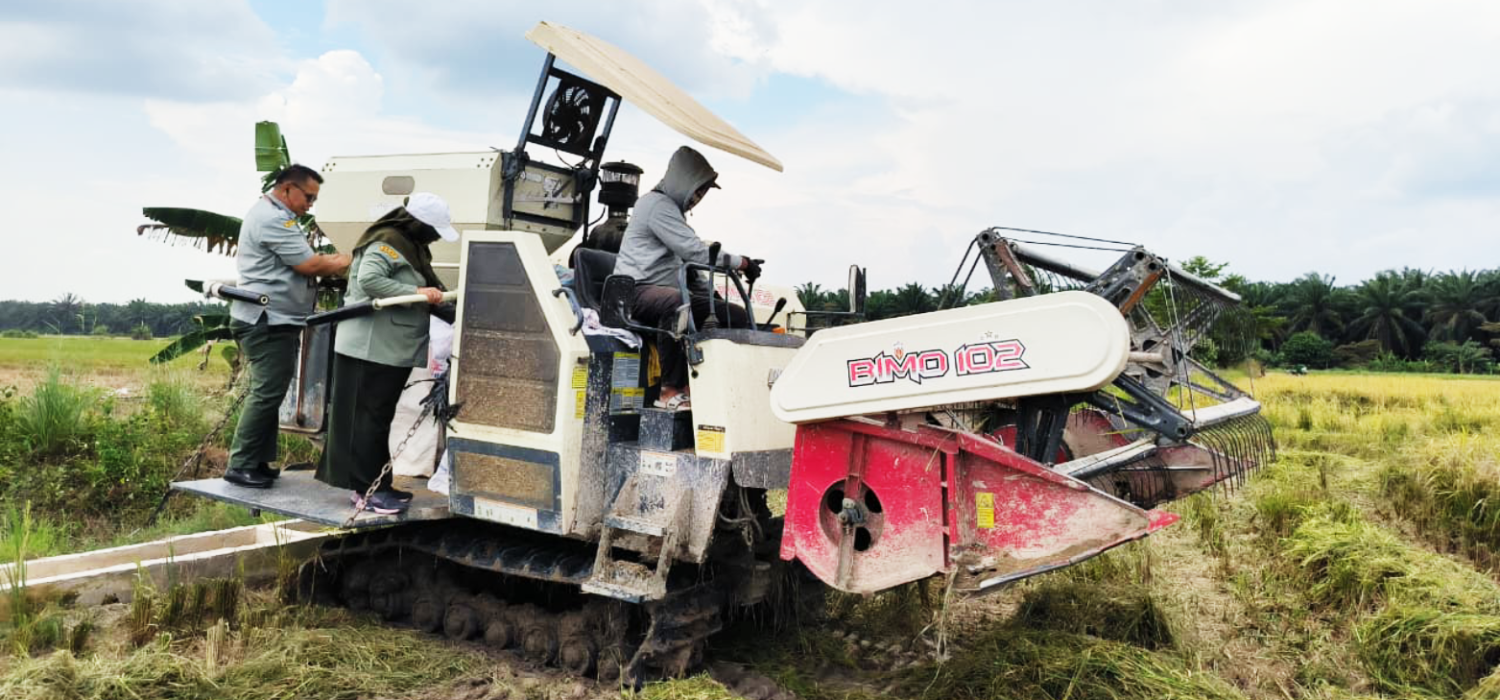 Gaspol ke Lapangan! Direktur Wilayah BRMP Jambi Kawal Panen Benih Padi Unggul