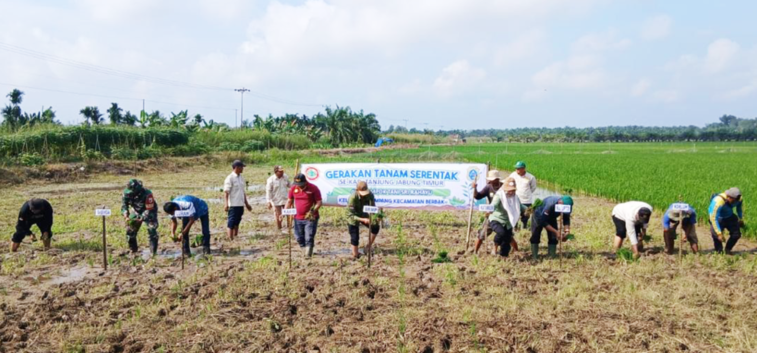 Gerakan Tanam Serentak Digencarkan, BRMP Jambi Perkuat Pendampingan Petani Menuju Swasembado Pangan