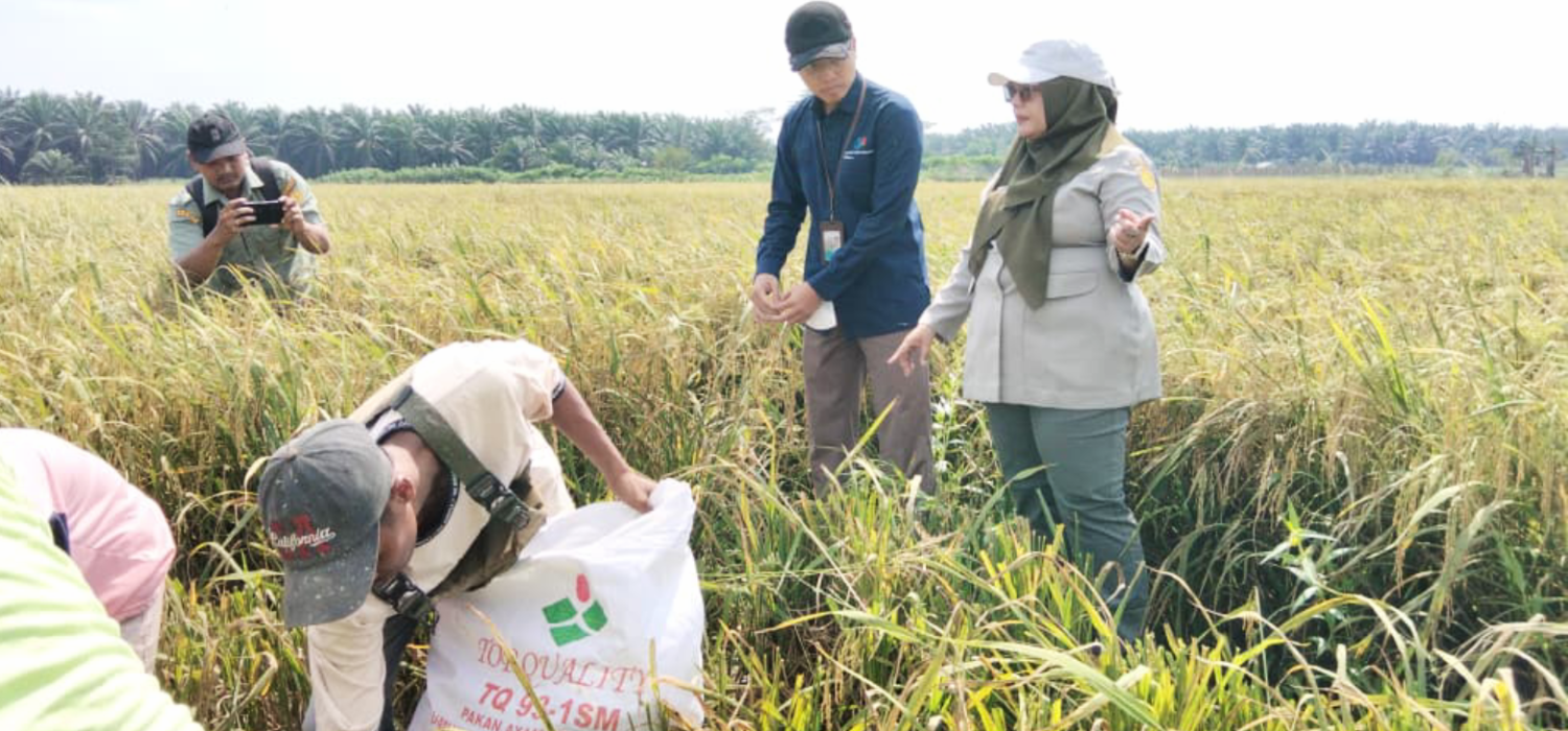 Teknologi PM-AAS Buktikan Keunggulan, Produktivitas Padi Mencape 10.2 Ton per Hektare
