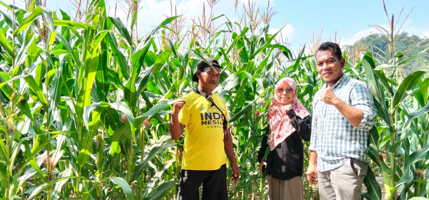Perbenihan Jagung BRMP Jambi Masuki Fase Generatif, Target 3 Ton Benih SS per Hektar Kian Dekat