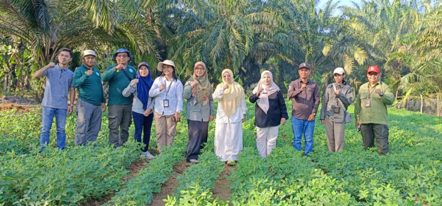 Tebo Jadi Satu-Satunyo Daerah di Luar Jawa Kembangkan Kawasan Kacang Tanah
