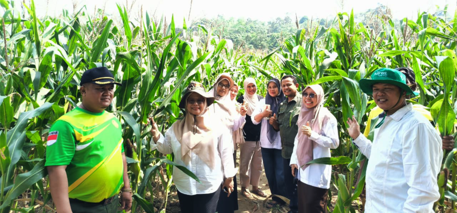 Jakarin 1 Bersemi di Merangin, Target 3 Ton Benih Jagung untuk Wujudkan Kemandirian Petani Jambi