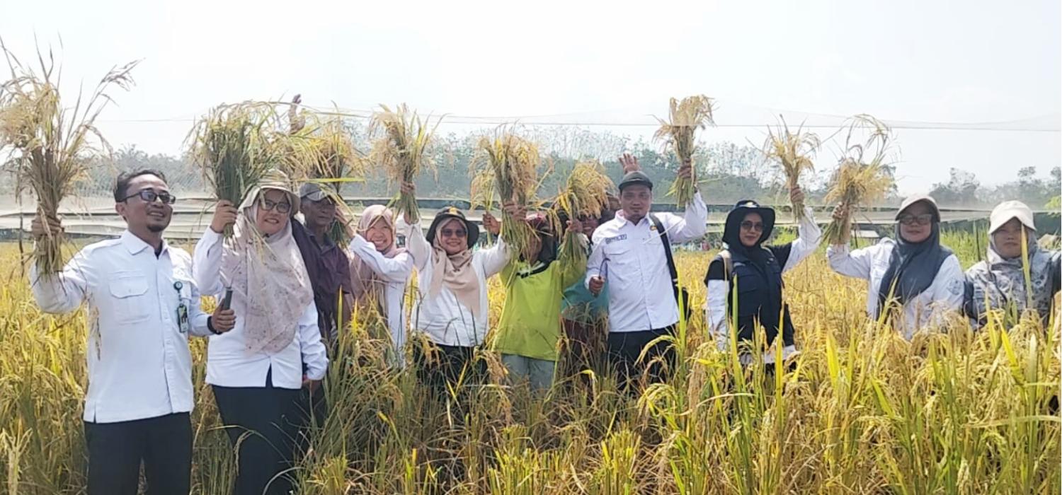 Panen Padi Bersamo di Pamenang Merangin, BRMP Jambi Dorong Penerapan PM-AAS
