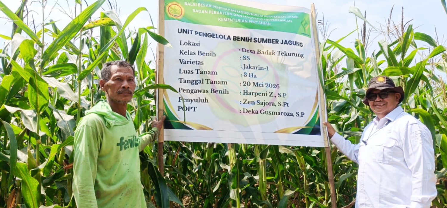 Jakarin 1 Melaju, BRMP Jambi Kejar 3 Ton Benih Sumber Jagung