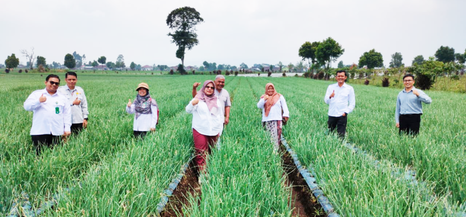 Satu Fase Penting Bawang Merah, BRMP Jambi Pastikan Pertanaman Tetap Optimal