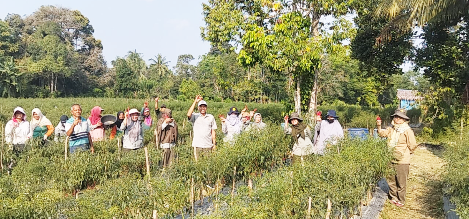 BRMP Jambi Kunjungi Kawasan Aneka Cabe di Bungo, Produktivitas Cape 8 Ton per Hektare
