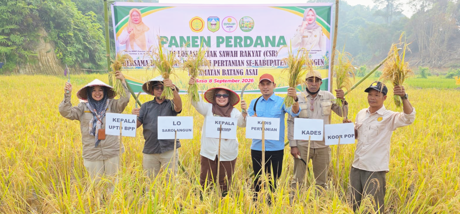 Panen Perdano CSR 2025 Batang Asai, Bukti Keberhasilan Program Cetak Sawah Rakyat