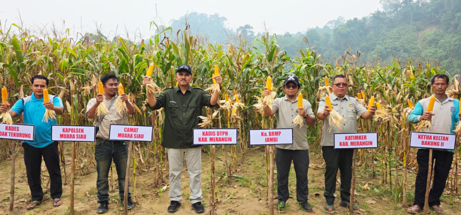 Panen di Tengah Kemarau, BRMP Jambi Buktikan Potensi Benih Jakarin 1 di Merangin