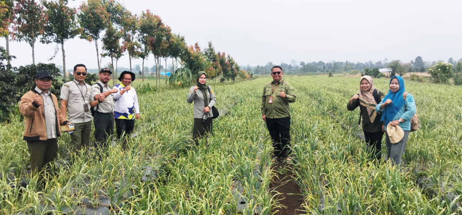 BRMP Jambi Kawal Pertumbuhan Bawang Putih Lumbu Hijau di Kayu Aro