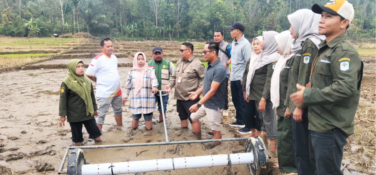 BRMP Jambi Kawal Tanam Perdano PM-AAS di Siulak, Targetkan Pengembangan 15 Hektare