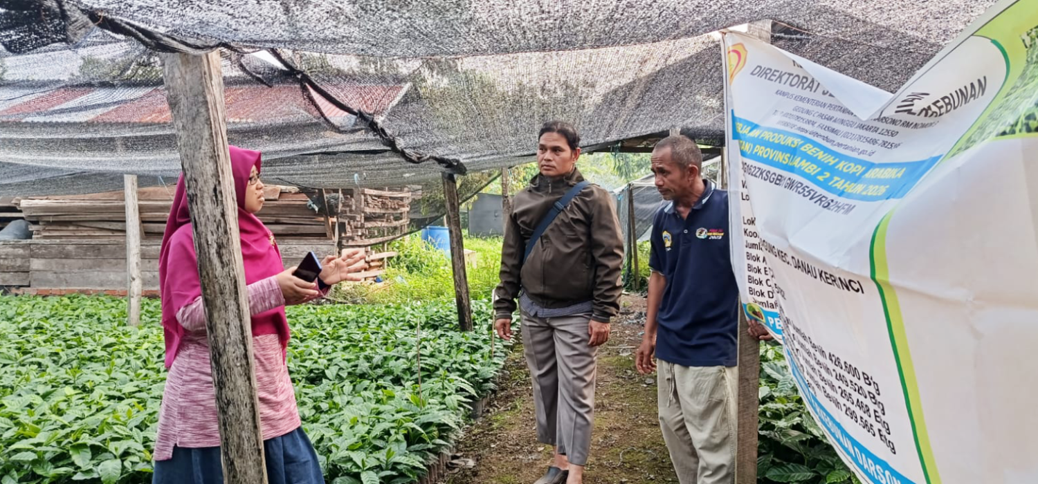 BRMP Jambi Pastikan Kesiapan 1,4 Juta Benih Kopi Arabika di Kerinci