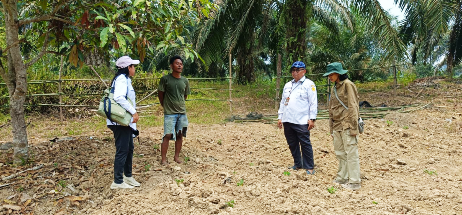 Kacang Tanah Tebo Dikepung Kekeringan, BRMP Jambi Lakukan Monitoring