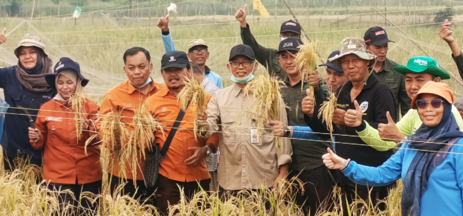 Panen Padi Poktan Selutang Jayo Cape 5,6 Ton per Hektare, BRMP Jambi Siapkan PM-AAS