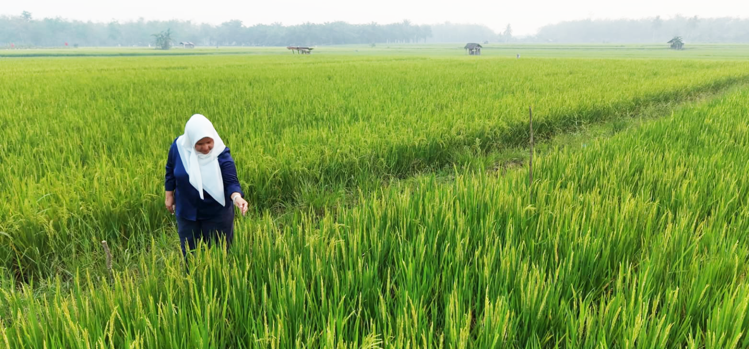 Padi PM-AAS 69 HST Mule Isi Bulir, BRMP Jambi Tindak Lanjuti Kendalo Pupuk di Bungo
