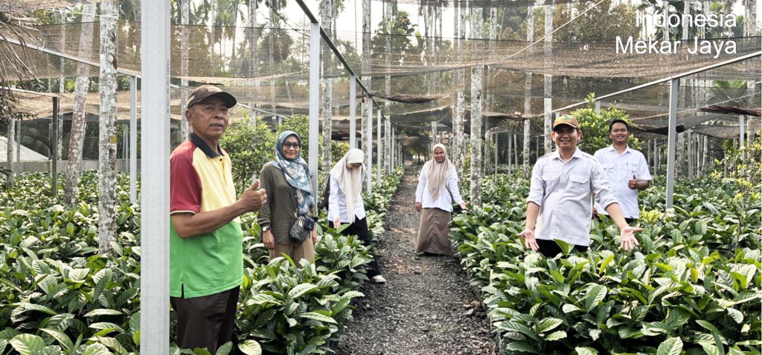 BRMP Jambi Verifikasi CPCL dan Tinjau Penangkaran Kopi Liberika di Tanjung Jabung Barat