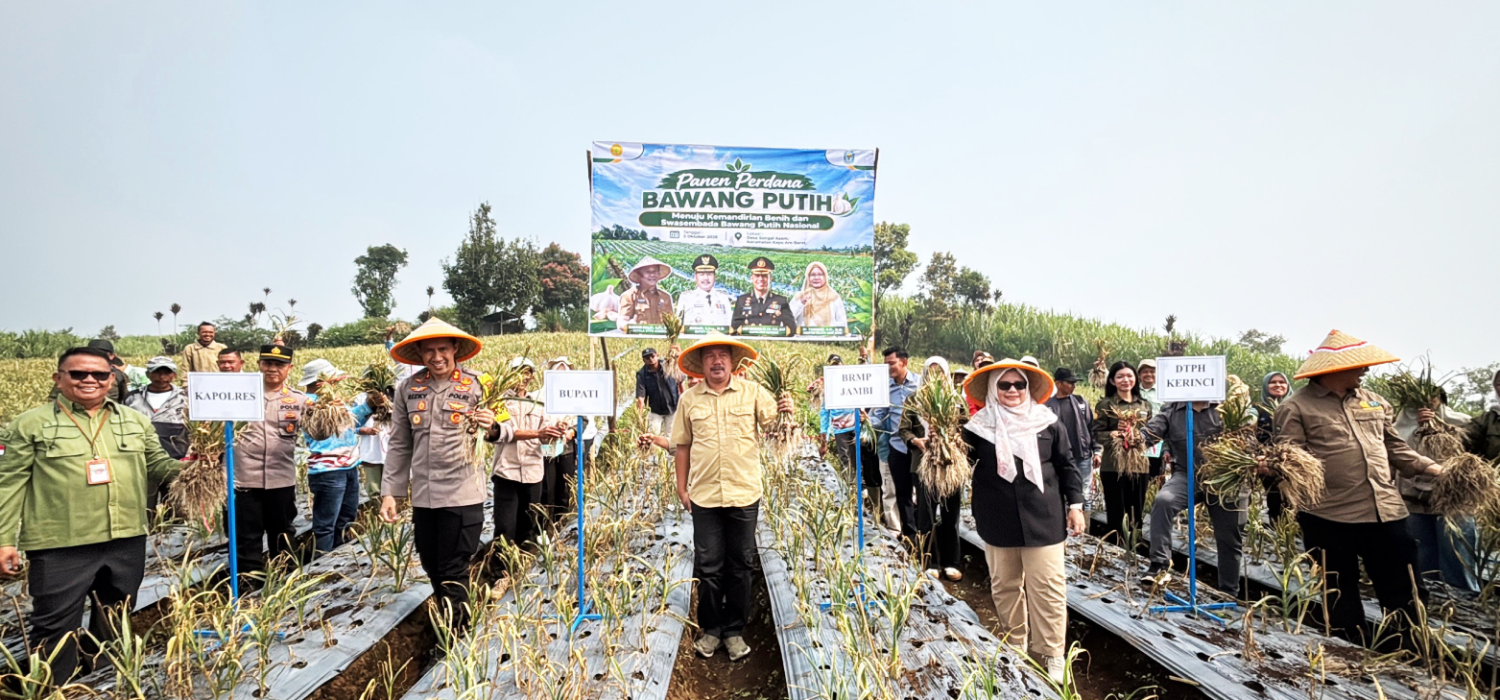 Panen Benih Sumber Bawang Putih Kerinci Cape 15,84 Ton per Hektare